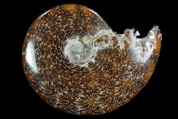 Polished, Agatized Ammonite (Cleoniceras) - Madagascar #97268